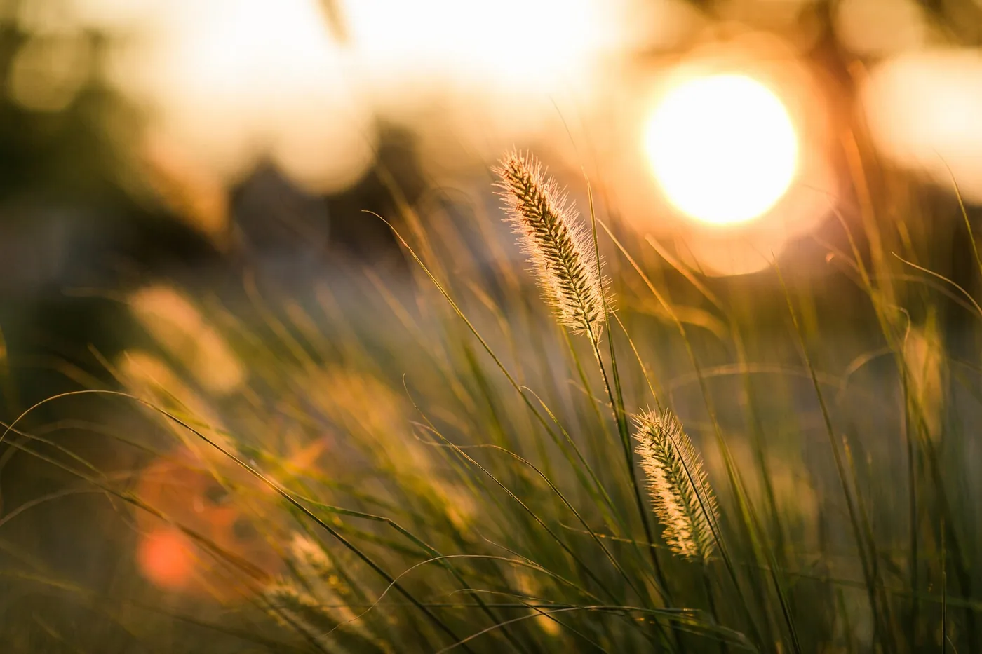 Warm evening light over open countryside